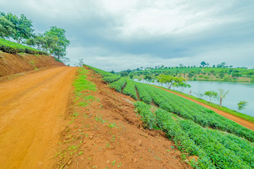 Red road beside tea plant