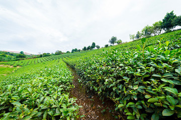 Tea plant in Lam Dong Viet Nam