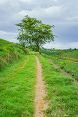 Single road in grass field