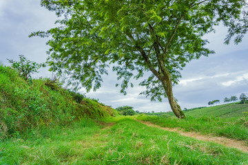 Single road beside tree in the grass field
