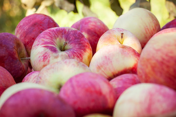 Closeup of apples