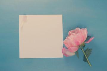 Fresh peony flower bud and empty white paper with copy space on blue background, retro toned