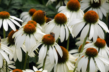 Obraz premium weiße Sonnenhüte mit Bienen