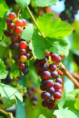 Purple grapes cluster riping in german vineyard.  Vine grape in garden. 