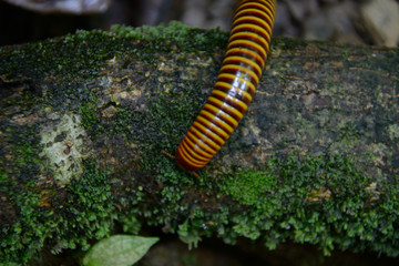 Striped Millipede