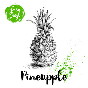 Hand drawn sketch style pineapple poster. Vector pineapple eco food illustration. Hand drawn farm fresh badge.