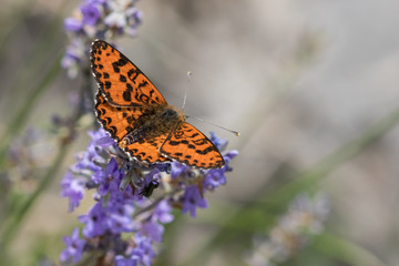 Spotted Fritillary (Melitaea didyma)