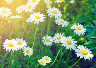 Fototapeta premium summer flowers camomile blossoms on meadow
