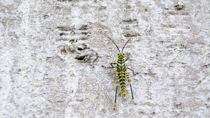 Striped Grasshopper