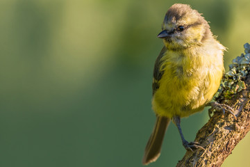 Single baby blue tit perched on wooden branch