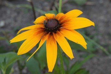 Super tolle gelbe Blume.