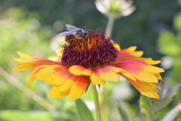Tolle Blume und Biene.