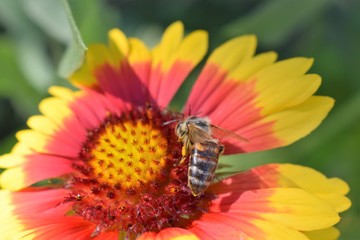 Atemberaubende zweifarbige Blume und Biene.