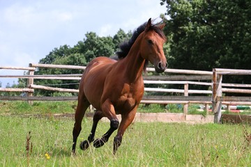 Fototapeta premium laufendes braunes Quarterhorse auf der Koppel im Sonnenschein