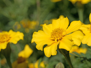 Fototapeta premium Gelbe Tagetes, Studentenblumen