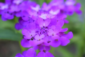 Fototapeta premium Kleine tolle lila Blumen.