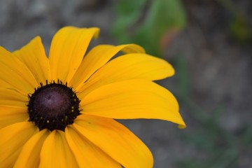 Eine tolle gelbe Blume.