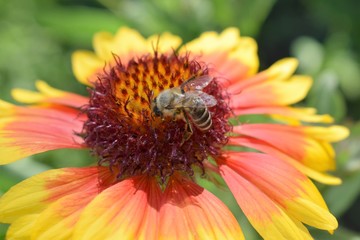 Atemberaubende gelbe Blume und eine Biene.