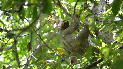 Three-Toed Sloth © rockerchick1080