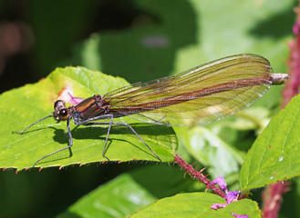 Blauflügel Prachtlibelle (weiblich) sitzt auf einem Blatt