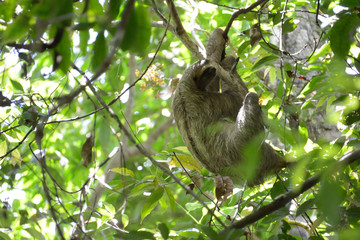 Three-Toed Sloth © rockerchick1080
