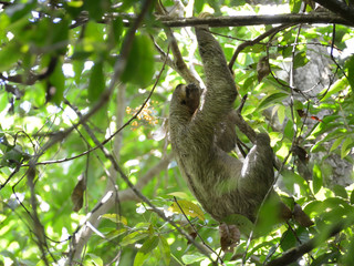 Three-Toed Sloth