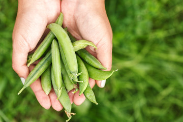 fresh green peas in hand