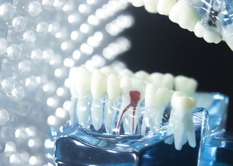 Dental teeth model root