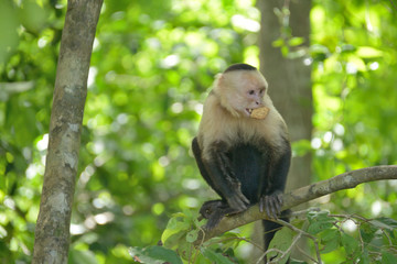 White-headed Capuchin