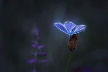 Papillon - Butterfly