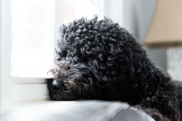 Portuguese Water Dog