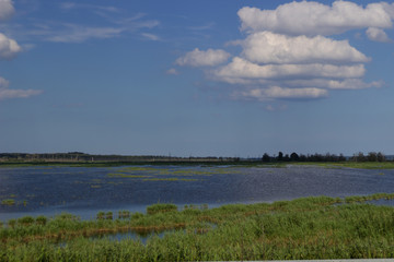 swamp with oak deadwood an cormorant