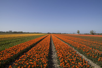 Coloful tulip field and blue sky. Beautiful outdoor scenery in the Netherlands, Europe.