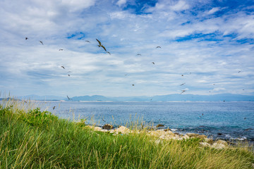Birds flying in island