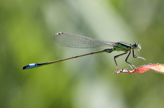Blue-tailed Damselfly (Ischnura elegans) male resting on a leaf. Photo taken with 90 mm macrolens.
