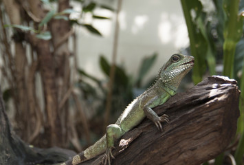 Fototapeta premium Green iguana on a branch