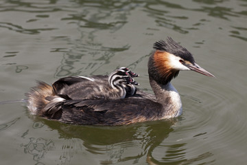 Grebe bird with two young birds between his Feathers.