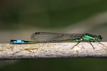 Closeup of a green and turquoise damselfly.