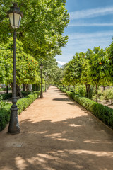 Orange trees line the walkway - Granada