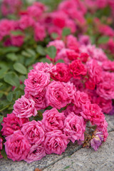 Pink roses growing in the gardens of Pechersk Lavra Monastery in Kiev, Ukraine. Shot with soft evening light. Lots of summer roses