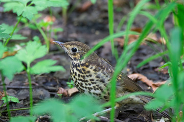 Thrush grasslander on grass
