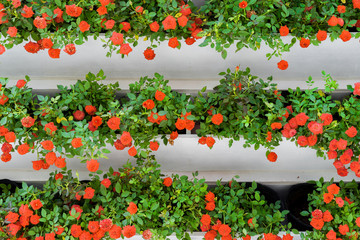 Fototapeta premium The red flowers in the garden