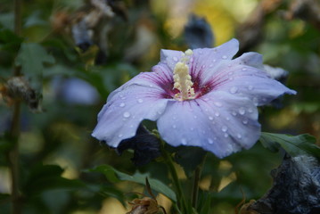 fleur violette à l'aube du matin - rosée