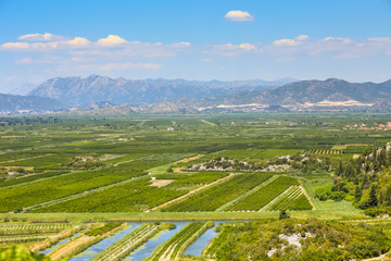 Fototapeta na wymiar A view of the irrigated agricultural orchards and fields in the delta of the river Neretva in Opuzen, Croatia.