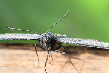 Buterfly