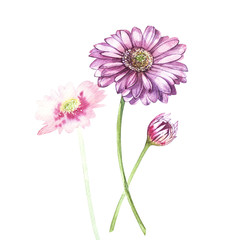 Illustration in watercolor of Gerbera flower. Floral card with flowers. Botanical illustration.