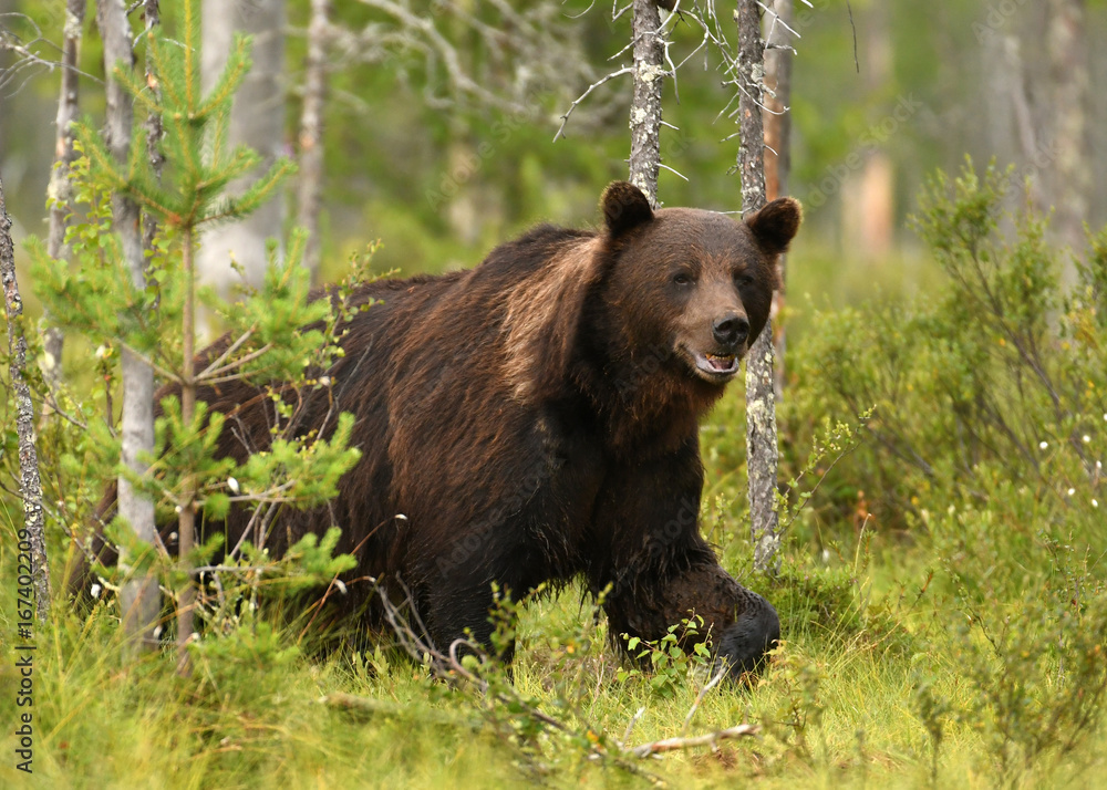 Wall mural wild brown bear (ursus arctos)