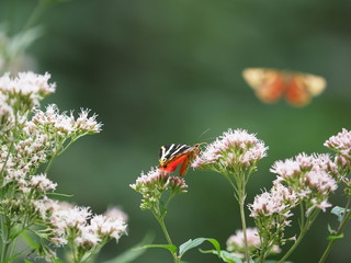 Rote Liste Schmetterling