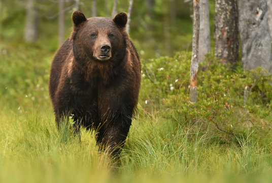 Wild brown bear (Ursus arctos)
