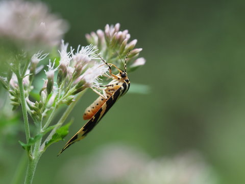 Rote Liste Schmetterling